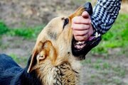 ۴۴۵ هزار مورد حیوان گزیدگی در کشور طی سال گذشته/ ابتلای ۲۰ نفر به هاری/ تاکید وزارت بهداشت بر مراجعه فوری به مراکز پیشگیری